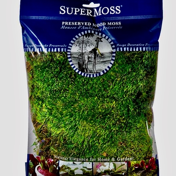 Moss Preserved - Mood Buns Natural Green - 4OZ PKG - 120 Cubic Inches