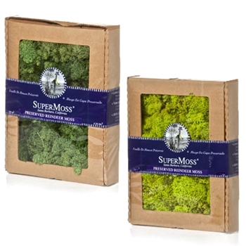 Moss Raindeer Preserved 4OZ Box Greens