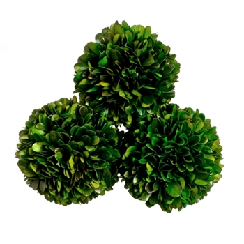 Boxwood Preserved - Globe  4IN - APS285-GR