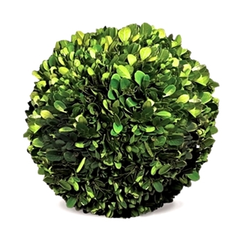 Boxwood Preserved - Globe 8IN