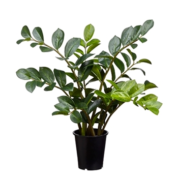 Zamioculcas Plant - 27in Plastic Pot - LPZ065-GR