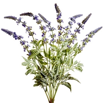 Lavender - Bush Blue 18in - FBL254-BL