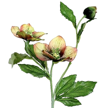 Helleborus - Kiwi/Plum 22in - FSH321-SG/BU