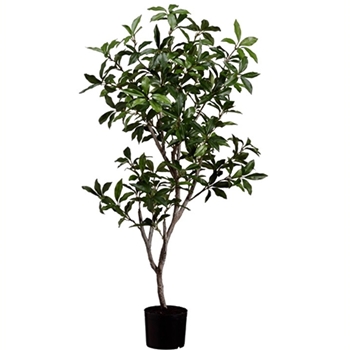 Laurel Tree  - 4ft