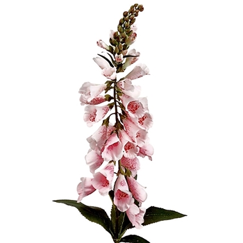 Foxglove - Petal Pink 38in - FSF937-PK/RO