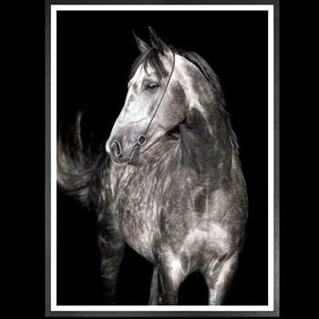 42W/57H Framed Print Arabian Profile