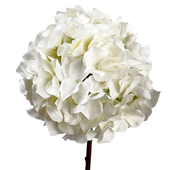 Hydrangea - White 21in - FSH394-WH