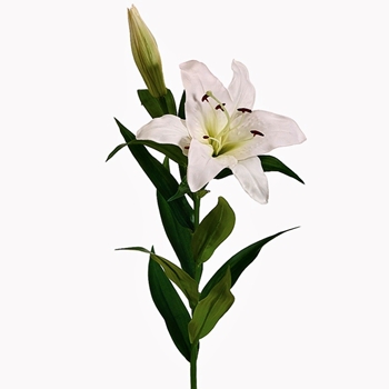 Lily - Stargazer 35in White - FSL122-WH