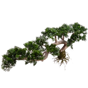 Bonsai - Juniper 18in Cascade Bare Root - PBB365-GR