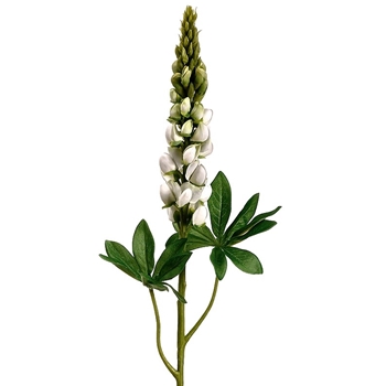 Lupinus - White 33in - FSL040-CR/GR