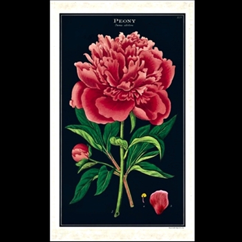 Tea Towel - Peony 19x32 100% Cotton - Italy