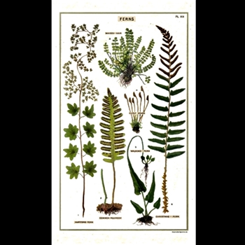 Tea Towel - Ferns 19x32 100% Cotton - Italy