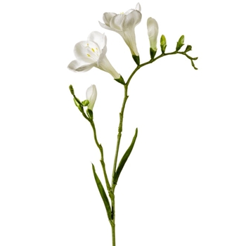 Freesia - White 27in - FSF016-CR