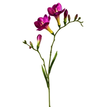 Freesia - Fuchsia 27in - FSF016-PU