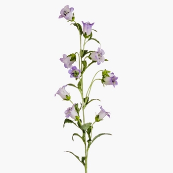 Campanula - Violet 34in - FSC968-LV