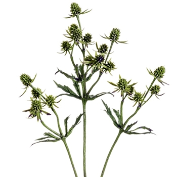 Thistle - Green 25in - FST233-GR