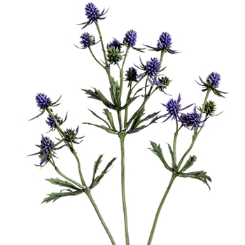 Thistle - Cutting Lavender Blue 25in - FST233-PU/GR