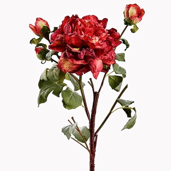 Peony - Vintage Dried Ruffle 3Bud & Bloom Cayenne 23in - FSP572-BU