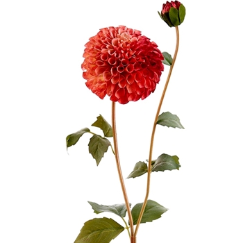 Dahlia - Pom Coral Tapestry 31in - FSD754-BB/TT