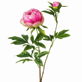 Peony - Classic Budding 26in Fuchsia - FSP102-FU