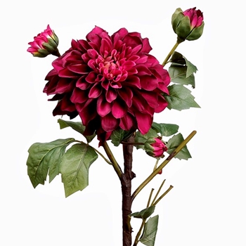 Dahlia - Bordeaux Ruby 24IN - FSD293-BT/TT