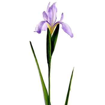 Iris - Dutch 30in Violet - FSI509-LV