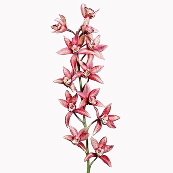 Orchid - Cymbidium Coral 38IN - FSO010-WM