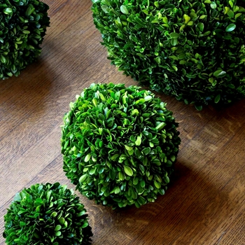 Boxwood Preserved - Globe 8IN