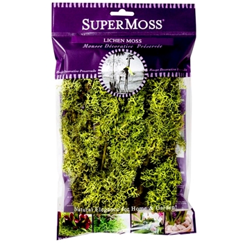 Moss Preserved - Lichen Chartreuse 4OZ 