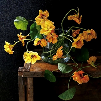 Ala_Pneuma Nasturtiums