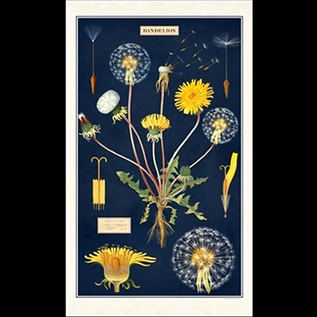 Tea Towel - Dandelion 19x32 100% Cotton - Italy