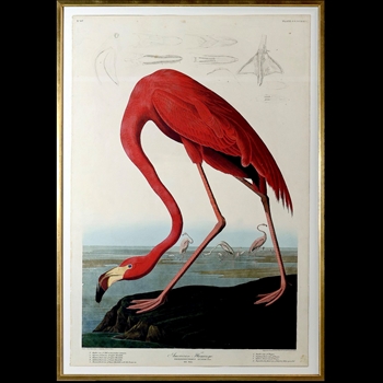 37W/54H Framed Print Audubon Red American Flamingo