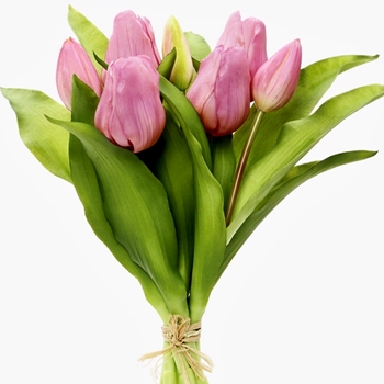 Tulip - Bundle X6 Mauve 12in - FBQ165-VI  -  REAL TOUCH