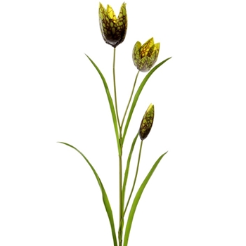 Fritillaria - Olive Green 27in - FSF276-GR