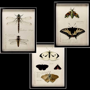 *14W/18H Framed Glass Print - Insects 3 Assorted Sold Individually