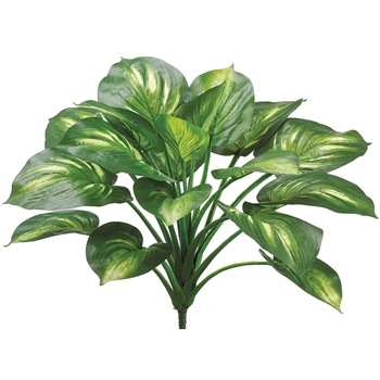 Hosta Plant Variegated - 22in - PPH222-GR/CR