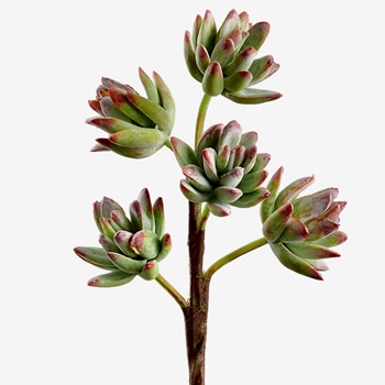 Succulent - Sedum Pink/Green 5head 10in - CS0113-GR/PK