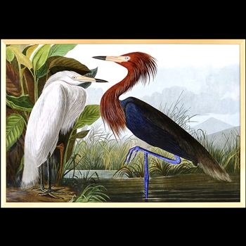 28W/19H Framed Print Audubon Purple Heron