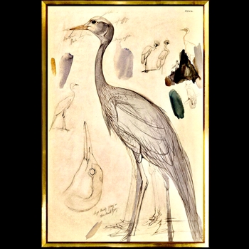 25W/37H Framed Print Lear Demoiselle Crane LG