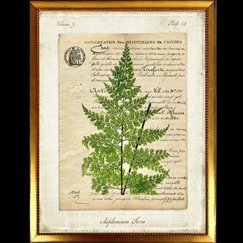 10W/12H Framed Glass Print - Fern Script B - Asplenium Gold Beaded Frame