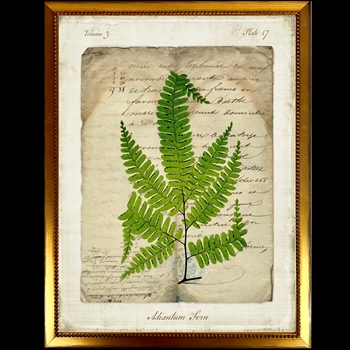 10W/12H Framed Glass Print - Fern Script I - Adiantam - Gold Beaded Frame