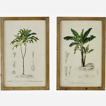 *16W/24H Framed Glass Print - Vintage Palm 2 Asst Sold Individually