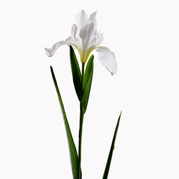 Iris - Dutch 30in White - FSI509-WH