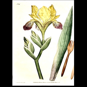 Tea Towel - Botanical  Yellow  Iris 20x30in 