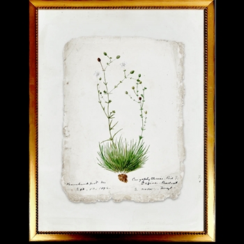 10W/12H Framed Glass Print - Vintage Garden Sprig B on Torn Paper - Beaded VG Frame