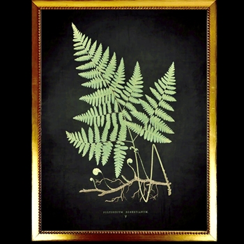 10W/12H Framed Glass Print Fern D Black Beaded VG