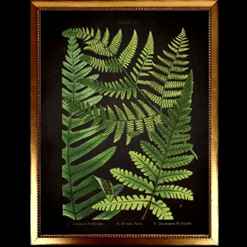 10W/12H Framed Glass Print Fern G Black Beaded VG