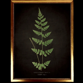 10W/12H Framed Glass Print Fern J Black Beaded VG