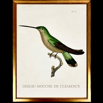 10W/12H Framed Glass Print Hummingbird White H Left VG