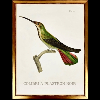 14W/18H Framed Glass Print Hummingbird White E Left  VG